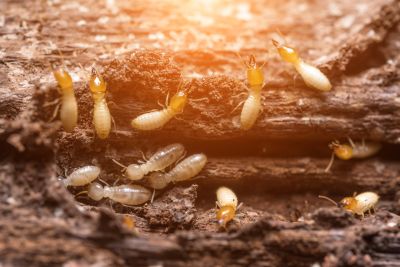 Pest Infestation Signs