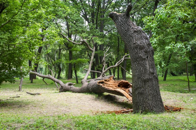 Internal Tree Structure