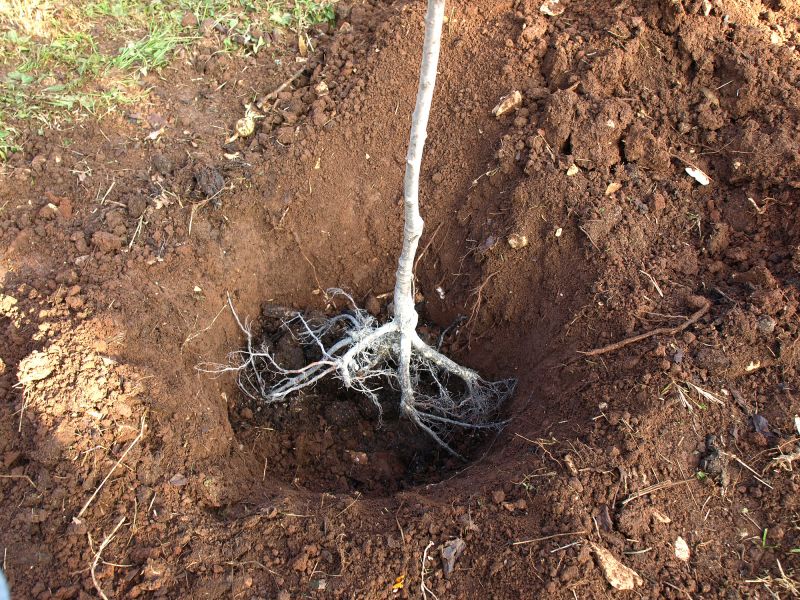 Root System Evaluation