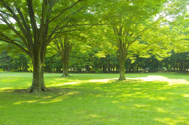 Healthy Tree Maintenance