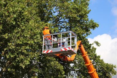 Preventive Tree Care