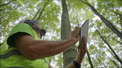 Determine if Fertilizing or Pruning is Necessary!
